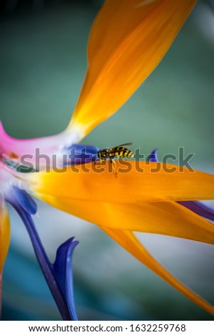 Similar – Bee flight, bee and poppy