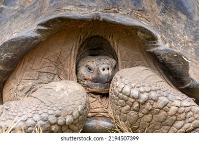 This Giant Galapagos Tortoise Has Partially Pulled Its Head Into Its Shell. It Lives On A Tortoise Ranch On Isla Santa Cruz.