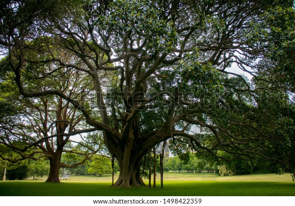 This Giant Moreton Bay Fig Tree Buildings Landmarks Parks