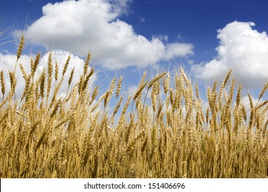 This Golden Kansas Wheat Harvest With It's Bright Yellow Color Contrasts Nicely Against The Deep Blue Sky And Puffy White Clouds Of This Dry, Hot Summer Day.