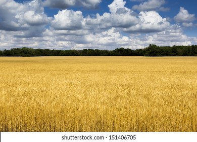 This Golden Kansas Wheat Harvest With It's Bright Yellow Color Contrasts Nicely Against The Deep Blue Sky And Puffy White Clouds Of This Dry, Hot Summer Day.