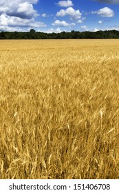 This Golden Kansas Wheat Harvest With It's Bright Yellow Color Contrasts Nicely Against The Deep Blue Sky And Puffy White Clouds Of This Dry, Hot Summer Day.