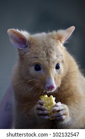 This Is A Golden Possum On A Log Eating Corn