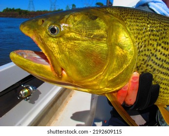 This Is Golden Trout Fish 