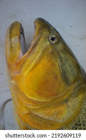 This Is Golden Trout Fish 