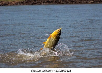 This Is Golden Trout Fish 