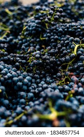 This Was A Grape Harvest In Oregon's Willamette Valley Wine Country.