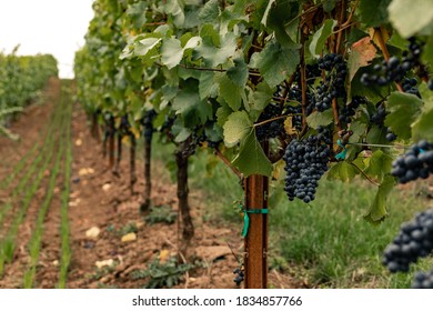 This Was A Grape Harvest In Oregon's Willamette Valley Wine Country.