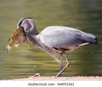 This Great Blue Heron Caught A Fish That Was Too Big To Eat But That Didn't Stop It From Trying. Found At Papago Park In Phoenix, Arizona.