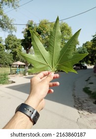 This Is  Green Maple Leave. Holding In My Hands.