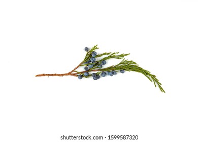 This Green Twig Of Thuja Has Blue Berries And Is Isolated On A White Background.