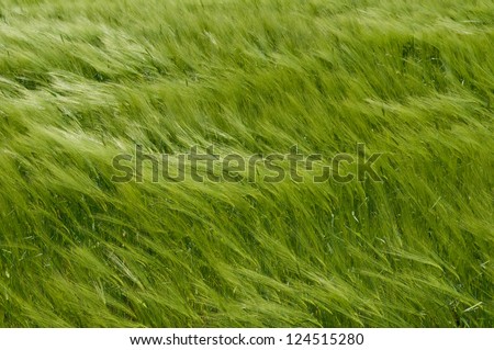 This is a green wheat field. The spikelets are leaning in the wind.