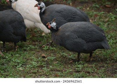 This is a gregarious species, forming flocks outside the breeding season typically of about 25 birds that also roost communally. Guineafowl are particularly well-suited to consuming massive quantities