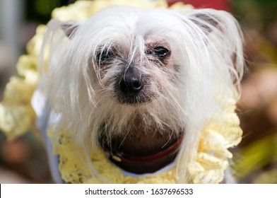 This Hairless Chinese Crested dog is so ugly it's almost cute, with its pointed ears wispy white hair, bangs & beard, pink tongue and mottled brown & white skin, yellow  lace fringe & wife beater tee.