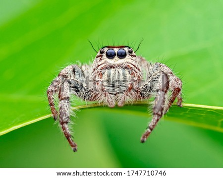 This is a hairy spider species and a part of the jumping spider family. It is large and hence is occasionally known as giant spiders.Hyllus is a genus of the spider family Salticidae (jumping spiders)