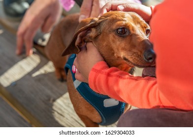 This Happy Duchshund Loves To Be Caressed And Hug. Smart Dachshund Dog That Is Being Pampered By A Small Kid. Outdoor Photography. Spain. 