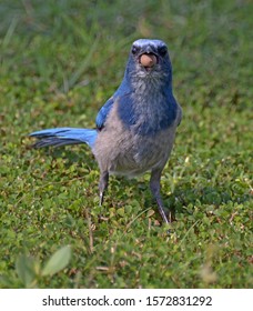 This was a hard to capture image of a wild Scrubjay with a Acorn in its mouth. It was foraging for food and found its favorite food.
