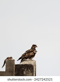 This is harmonious coexistence between the avian and terrestrial inhabitants forms a delightful moment frozen in time, showcasing the diversity of wildlife within the urban environment.