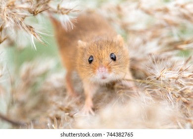 This is a harvest mouse