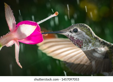 This Is A Head Shot Of A Beauty Queen Visits Queen Esther Fuchsia.