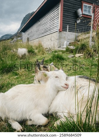 This heartwarming image captures two goats nestled together in the mountains, exuding warmth and tranquility. Their soft fur and gentle expressions make the scene feel peaceful and inviting. . 
