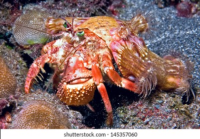 This hermit crab was shot during a night dive off of Big Island, Hawaii.  It has green expressive eyes and carries a bunch of anemones on its back.  - Powered by Shutterstock