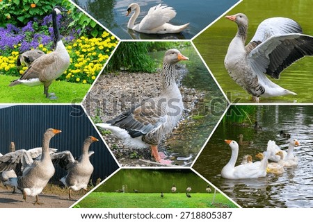 This hexagonal collage showcases white and gray geese, goslings, and a swan swimming and walking in serene park settings. It captures diverse waterfowl behavior, ideal for nature and educational use.