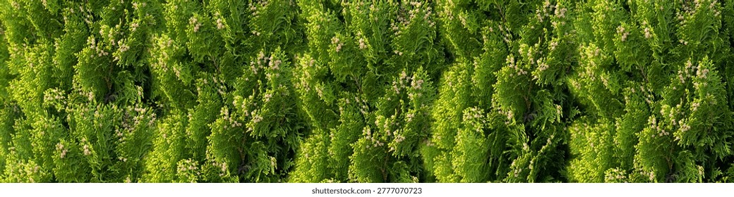 This high resolution panoramic image showcases the dense foliage of a cedar tree hedge with delicate spring cones, perfect for natural green textures and garden design.