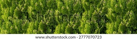 This high resolution panoramic image showcases the dense foliage of a cedar tree hedge with delicate spring cones, perfect for natural green textures and garden design.