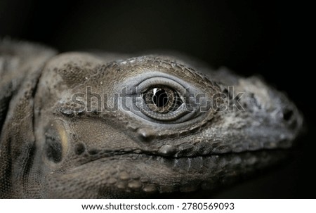 This high-definition macro shot captures the intense gaze of a rhinoceros iguana showcasing the biological complexity of its ocular structure and surrounding dermal plates. The focal point remains fixed on the golden iris and dilated pupil which creates a striking contrast against the earthy tones of its rugged skin. Every individual tubercle and scale is rendered with extreme precision against a dark atmospheric background that removes all environmental distractions for the viewer.

The creature exhibits prehistoric characteristics through its thick weathered epidermis and heavy orbital bone structure typical of large tropical reptiles found in rocky island habitats. Light reflects subtly off the moisture of the cornea providing a sense of life and predatory awareness that is both captivating and intimidating. This specific perspective emphasizes the evolutionary adaptations of saurians by isolating the sensory organs that allow them to navigate harsh arid landscapes.

Professional cinematography techniques utilize a shallow depth of field to draw absolute focus toward the intricate patterns found within the reptilian eyelid and facial scales. The absence of vibrant colors allows the viewer to appreciate the monochromatic nuances of the animal's natural camouflage and armored skin. This footage serves as a detailed scientific observation of vertebrate anatomy providing an intimate look at one of the most formidable members of the iguanidae family.