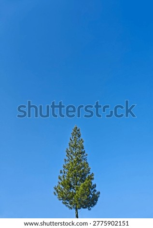 This high-quality, vertical photograph features a striking, solitary pine tree (possibly Pinus ponderosa or Pinus sylvestris) standing in perfect isolation against a vast, cloudless blue sky. The composition is a masterclass in minimalism, emphasizing the natural symmetry and vibrant colors of the coniferous evergreen. The lush, needle-covered branches of the tree are captured in sharp detail, showcasing a rich spectrum of green hues that contrast beautifully with the deep, saturated azure of the atmosphere.The image evokes a sense of peace, resilience, and environmental purity. The clear, bright daylight illuminates the tree evenly, highlighting the intricate texture of the pine needles and the sturdy, straight trunk. The low-angle perspective creates a powerful sense of height and verticality, making the tree appear as if it is striving to touch the heavens. This visual metaphor of growth and strength makes the image ideal for a wide range of creative and commercial applications.It is perfectly suited for use in editorial content regarding forestry, environmental conservation, and the beauty of nature. Furthermore, its clean aesthetic and ample negative space make it an excellent choice for website backgrounds, motivational posters, educational materials about botany, or marketing campaigns for eco-friendly products and outdoor lifestyle brands. The simplicity of the composition allows for easy placement of text or graphic elements, providing versatile utility for graphic designers and content creators looking for a clean, natural aesthetic.