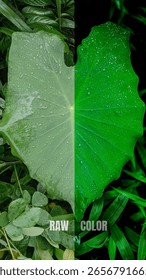 This high-resolution digital composite presents a sophisticated split-image comparison of a single green leaf, specifically designed to demonstrate the transformative power of professional photo editing in nature photography. The composition is divided vertically, featuring a dual-perspective study of botanical morphology and chromatic enhancement. The left side of the frame showcases the original RAW capture, characterized by authentic natural tones, subtle highlights, and a realistic matte finish. This unprocessed segment highlights the delicate organic details, including fine vascular veins and crystalline water droplets that rest on the velvety surface, providing a grounded and honest representation of the plant in its natural environment.
The right side of the image illustrates a vivid color enhancement, where the saturation and contrast have been meticulously adjusted to produce a high-impact, editorial aesthetic. In this processed half, the emerald and forest-green hues are intensified, and the clarity of the moisture beads is sharpened to create a luminous, jewel-like effect. This visual narrative serves as a premier educational resource for photography tutorials, post-processing software marketing, and digital art workshops. The side-by-side arrangement allows viewers to observe the subtle shifts in tonal depth, shadow recovery, and highlights that occur during the retouching workflow, making it an essential asset for instructional media and creative portfolios.
Creative professionals can utilize this premium visual for a wide range of applications, including software interface mockups, photography blog headers, and marketing materials for digital filters. Because the artwork is rendered with edge-to-edge precision and sharp focus, the minute details of the leaf’s cellular structure and the refractive quality of the raindrops remain perfectly crisp at any scale. This detailed exploration of image manipulation bridges the gap between technical documentation and fine art photography, providing a reliable a