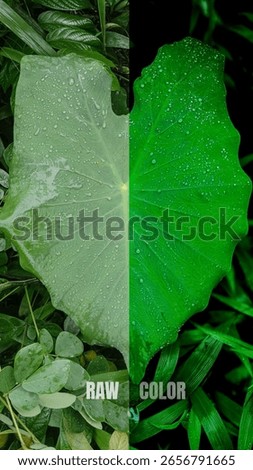 This high-resolution digital composite presents a sophisticated split-image comparison of a single green leaf, specifically designed to demonstrate the transformative power of professional photo editing in nature photography. The composition is divided vertically, featuring a dual-perspective study of botanical morphology and chromatic enhancement. The left side of the frame showcases the original RAW capture, characterized by authentic natural tones, subtle highlights, and a realistic matte finish. This unprocessed segment highlights the delicate organic details, including fine vascular veins and crystalline water droplets that rest on the velvety surface, providing a grounded and honest representation of the plant in its natural environment.
The right side of the image illustrates a vivid color enhancement, where the saturation and contrast have been meticulously adjusted to produce a high-impact, editorial aesthetic. In this processed half, the emerald and forest-green hues are intensified, and the clarity of the moisture beads is sharpened to create a luminous, jewel-like effect. This visual narrative serves as a premier educational resource for photography tutorials, post-processing software marketing, and digital art workshops. The side-by-side arrangement allows viewers to observe the subtle shifts in tonal depth, shadow recovery, and highlights that occur during the retouching workflow, making it an essential asset for instructional media and creative portfolios.
Creative professionals can utilize this premium visual for a wide range of applications, including software interface mockups, photography blog headers, and marketing materials for digital filters. Because the artwork is rendered with edge-to-edge precision and sharp focus, the minute details of the leaf’s cellular structure and the refractive quality of the raindrops remain perfectly crisp at any scale. This detailed exploration of image manipulation bridges the gap between technical documentation and fine art photography, providing a reliable a