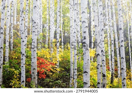 This is a high-resolution photograph capturing the scenery of a lush and beautiful birch forest changing with the seasons of spring, summer, and autumn, featuring white, straight birch trees and green foliage, the atmosphere of full-blown autumn foliage, and the peacefulness and mysterious landscapes of nature. It is suitable for general content editing and commercial design.