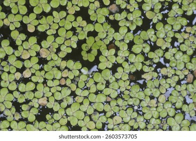 This is a high-resolution photograph of a group of tiny, bright green aquatic plants floating on the surface of dark water. The plants are arranged in a natural, overlapping pattern.