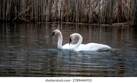 This horizontal, eye-level shot captures two large, white Trumpeter swans swimming closely together in dark, calm water. The swan on the left faces forward, while the swan on the right arches its neck downward, with water dripping noticeably from its black beak. Both birds feature distinct all-black bills and facial skin that connects directly to their eyes. Their plumage is mostly white, though faint tan or light brown staining is visible on the crowns and upper necks. The background consists of a dense, out-of-focus bank of tall, dried brown reeds, creating a muted, natural setting.