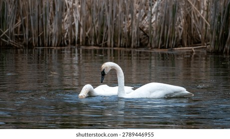 This horizontal, eye-level shot captures two large, white Trumpeter swans swimming closely together in dark, calm water. The swan on the left faces forward, while the swan on the right arches its neck downward, with water dripping noticeably from its black beak. Both birds feature distinct all-black bills and facial skin that connects directly to their eyes. Their plumage is mostly white, though faint tan or light brown staining is visible on the crowns and upper necks. The background consists of a dense, out-of-focus bank of tall, dried brown reeds, creating a muted, natural setting.