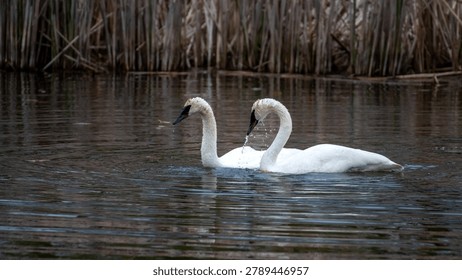 This horizontal, eye-level shot captures two large, white Trumpeter swans swimming closely together in dark, calm water. The swan on the left faces forward, while the swan on the right arches its neck downward, with water dripping noticeably from its black beak. Both birds feature distinct all-black bills and facial skin that connects directly to their eyes. Their plumage is mostly white, though faint tan or light brown staining is visible on the crowns and upper necks. The background consists of a dense, out-of-focus bank of tall, dried brown reeds, creating a muted, natural setting.