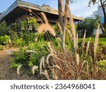 this house has tall grass growing in front of it, in the style of exotic flora and fauna, panasonic lumix s pro 50mm f1.4, joyful celebration of nature, light maroon and light brown, mori kei, thai
