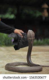 This Is How Java Spitting Cobra Attack 