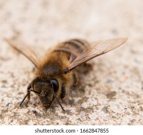 153 Lazy bee Images, Stock Photos & Vectors | Shutterstock