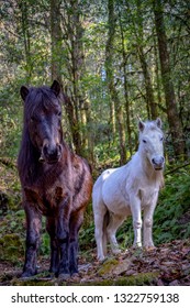 This Hybrid Of A Horse Is Mainly Found In The Hilly Regions And They Are Adapted To The  Treacherous Weather & Terrain Of This Region. They Are Used In Assisting With Hiking Trips/travel Across Hills