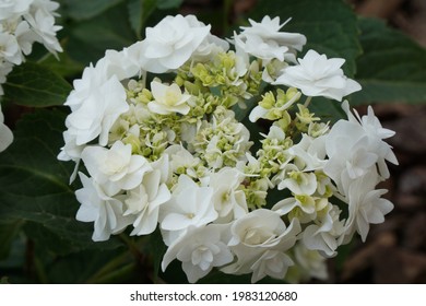 This Hydrangea Is Called White Wedding Gown.