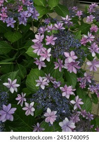 This hydrangea are named ‘dance party‘.Hydrangea has many language of flowers ; boastfulness,proud,cold, fickle, inconstant, perseverance, endurance,etc.