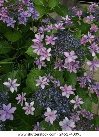 This hydrangea are named ‘dance party‘.Hydrangea has many language of flowers ; boastfulness,proud,cold, fickle, inconstant, perseverance, endurance,etc.
