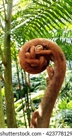 This Ia A Young Shoot Of Dicksonia Antarctica Belonging To Dicksoniaceae Family In The Order Cyatheales. Young Frond Shows Circinate Vernation Meaning It Emerges In A Coil That Uncurls As It Grows.