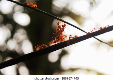 This is an image of ants team , working together to cross the ropes. As the two ropes are at different heights, the task force is trying to build a network to reach  top rope and march over the rope