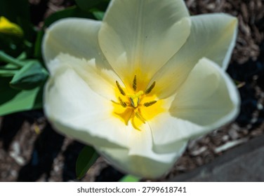 This image appears to be a close-up of a 'Maureen' tulip, a white flower with yellow centers. 'Maureen' tulips are recognized for their goblet shape and sturdy stems that bloom in late spring.