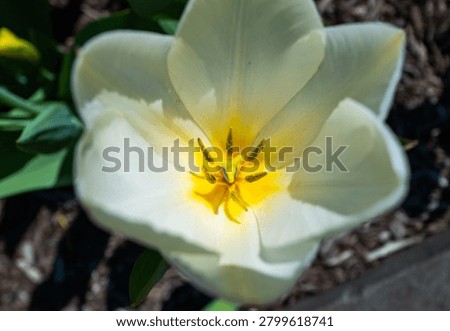 This image appears to be a close-up of a 'Maureen' tulip, a white flower with yellow centers. 'Maureen' tulips are recognized for their goblet shape and sturdy stems that bloom in late spring.
