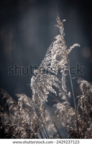 This image beautifully captures delicate reed plumes as they sway in the soft light of winter. The subtle interplay of light and shadow highlights the intricate details and textures of the reeds